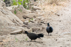 Galloperdix lunulata