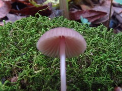 Mycena rosella
