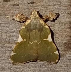 Parachma rufoflavalis