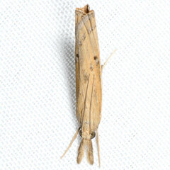 Fissicrambus intermedius