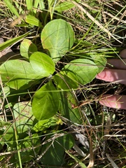 Erigeron vernus