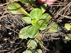 Erigeron vernus