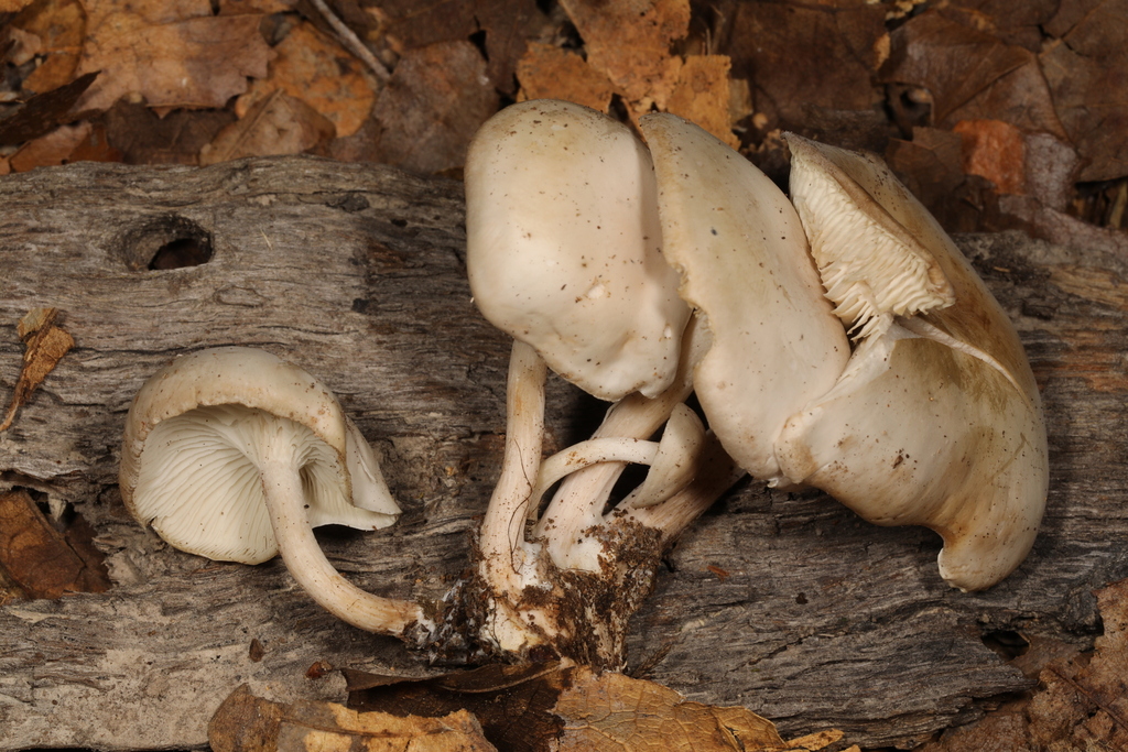 Clitocybe sp. 'IN03'