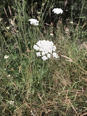 Daucus