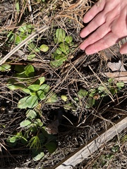 Erigeron vernus