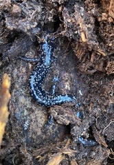 Plethodon mississippi