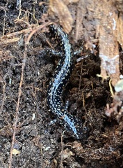 Plethodon mississippi