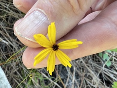 Coreopsis leavenworthii