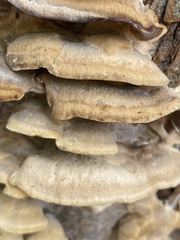 Fuscoporia gilva