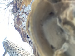 Fuscoporia gilva