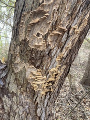 Fuscoporia gilva