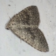 Colostygia multistrigaria