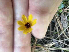 Coreopsis leavenworthii