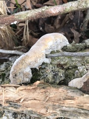 Pseudoinonotus dryadeus