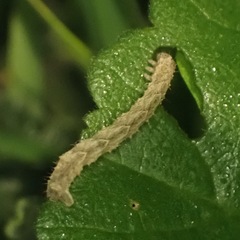 Larentia malvata