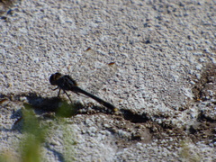 Erythrodiplax nigricans