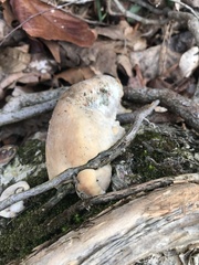 Pseudoinonotus dryadeus