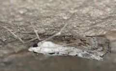 Evergestis isatidalis