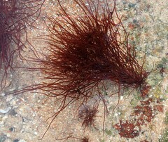 Vertebrata nigra