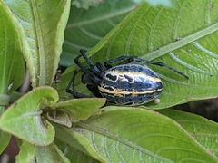 Alpaida veniliae