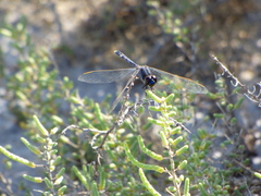 Erythrodiplax nigricans