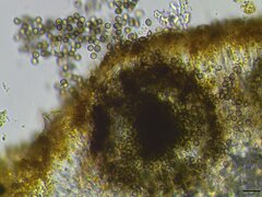 Lichenoconium xanthoriae