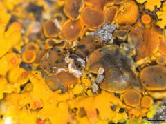 Lichenoconium xanthoriae