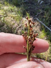 Rhynchospora microcarpa