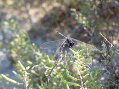Erythrodiplax nigricans