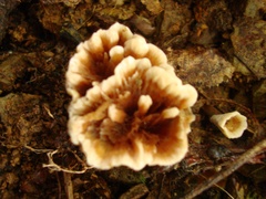 Thelephora vialis