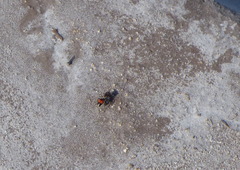 Cephalomutilla haematodes