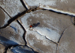 Cephalomutilla haematodes