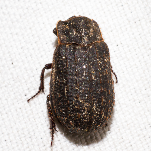 Trox unistriatus photo 2