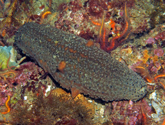 Apostichopus parvimensis