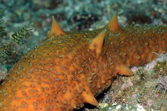 Apostichopus parvimensis