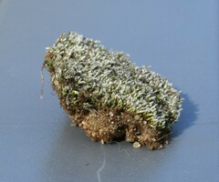 Bryum argenteum
