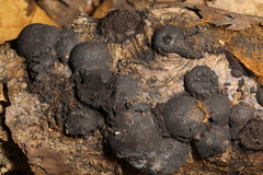 Hypoxylaceae