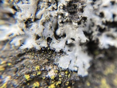 Phaeophyscia hirsuta