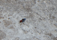 Cephalomutilla haematodes