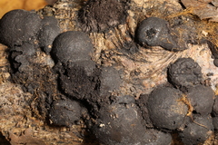 Hypoxylaceae