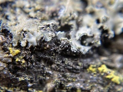 Phaeophyscia hirsuta