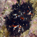 Black-and-orange Sea Cucumber - Photo (c) uwkwaj, some rights reserved (CC BY-NC), uploaded by uwkwaj