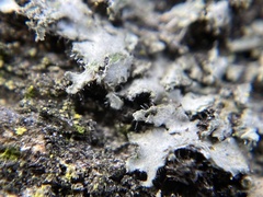 Phaeophyscia hirsuta
