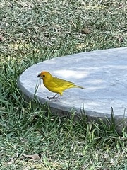 Sicalis flaveola
