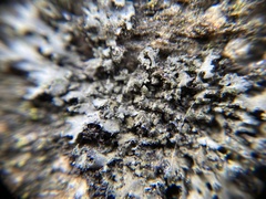 Phaeophyscia hirsuta