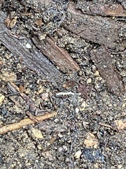 Symphyla
