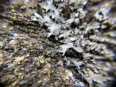 Phaeophyscia hirsuta