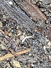 Symphyla