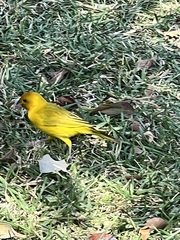 Sicalis flaveola