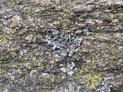 Phaeophyscia hirsuta